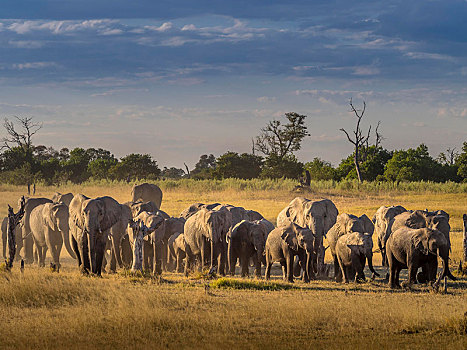 大象,牧群,非洲象,途中,水,莫瑞米,国家公园,博茨瓦纳,非洲