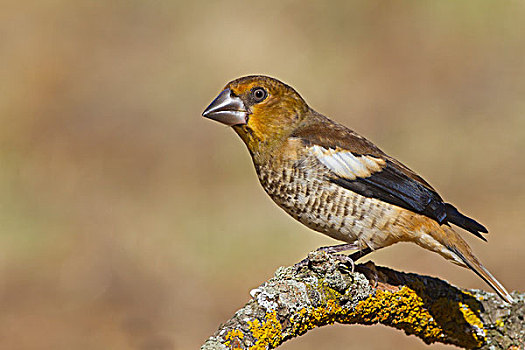 蜡嘴鸟,锡嘴雀,幼小,栖息,枝头,北方,西班牙,欧洲