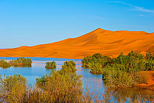 沙子,沙丘,后面,湖,重,雨,撑柳,撒哈拉沙漠,南方,摩洛哥,非洲