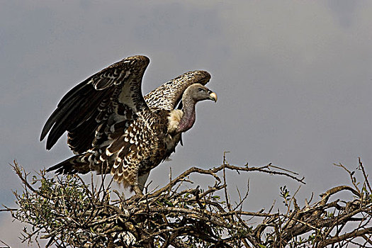 肯尼亚,秃鹰,翼,站立,树上,肢体