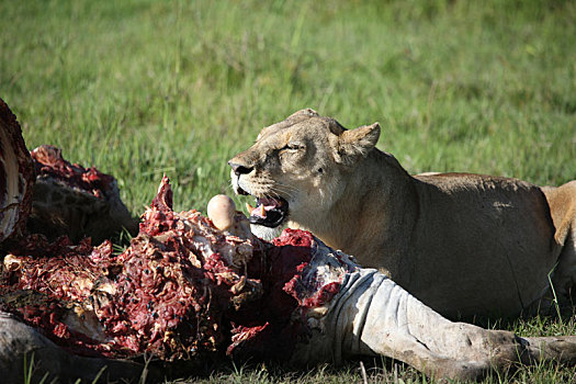 野生,狮子,哺乳动物,吃,长颈鹿,非洲,大草原,肯尼亚