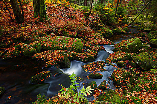 河,瀑布,木头,秋天,彩色,叶子,国家公园,哈尔茨山