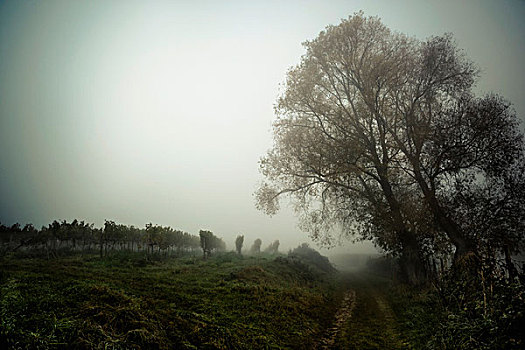 树,雾状,天气