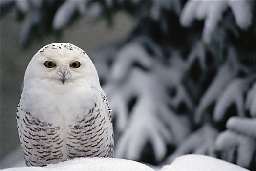 雪鹄,雪鸮,保护色,雪,北美