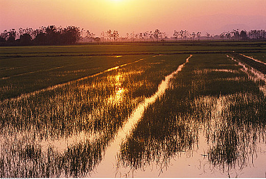 稻田,清莱,泰国