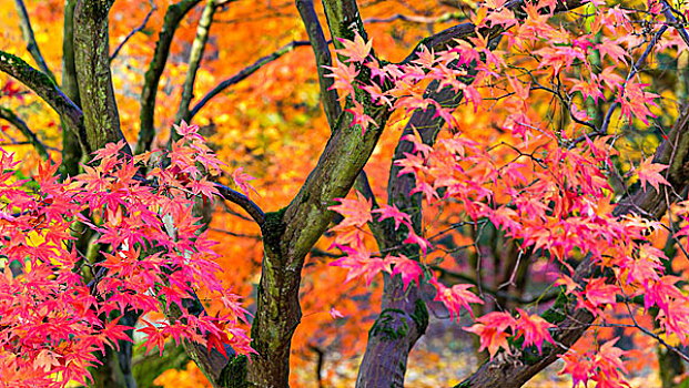 秋叶,树园,格洛斯特郡,英格兰,英国