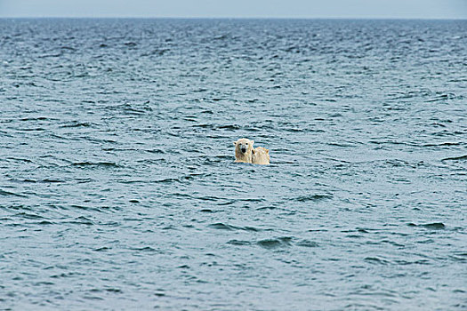 两个,熊,打闹,水,哈得逊湾,靠近,丘吉尔市,曼尼托巴,加拿大
