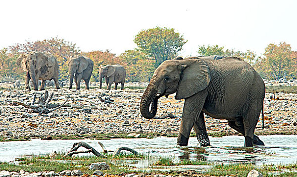 非洲,灌木,大象,非洲象,水,埃托沙国家公园,纳米比亚