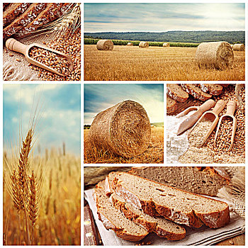 面包,收获,小麦