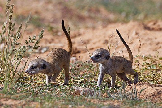 猫鼬,细尾獴属,两个,幼兽,雄性,走,卡拉哈迪大羚羊国家公园,北开普,南非,非洲