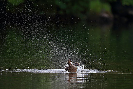 湖中嬉戏的野鸭子