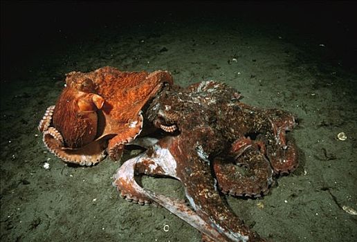 太平洋大章鱼,章鱼,伴侣,交配,红色,许多,灰色,雌性,奎德拉岛,不列颠哥伦比亚省,加拿大