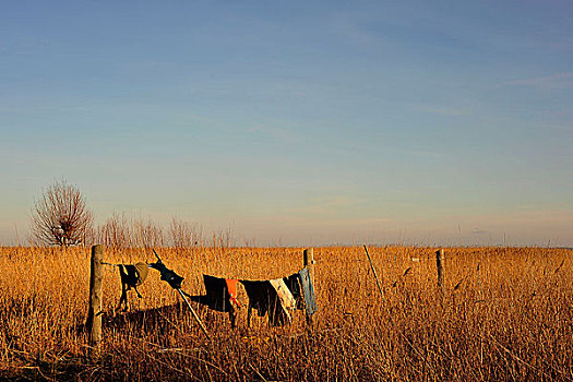 洗衣服,风,芦苇,波罗的海