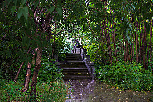 雨中林荫小路