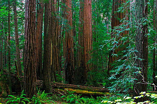 美国,加利福尼亚,红杉,穆尔国家森林纪念地