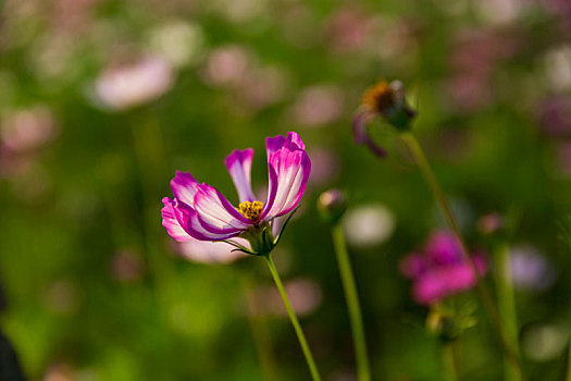 格桑花