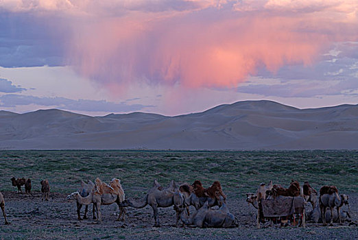 骆驼,牧群,晚间,亮光,正面,沙子,沙丘,戈壁,沙漠,国家,公园,蒙古,亚洲