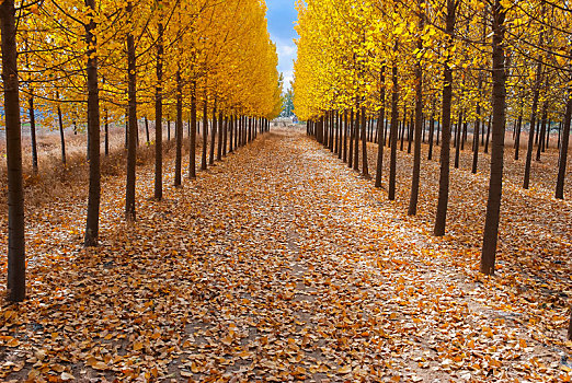 秋天金色的杨树林
