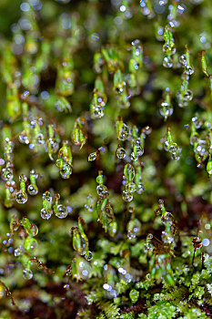 墙藓苔藓带着闪闪发光的水滴