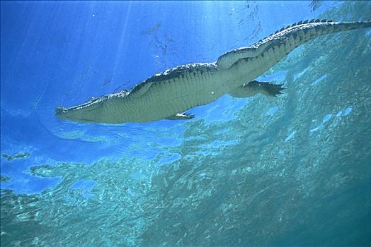 咸水鳄,湾鳄,呼吸,水面,巴布亚新几内亚