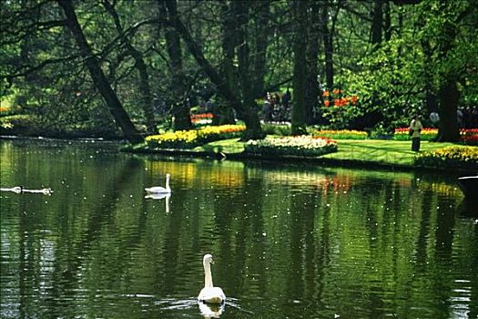 两个,天鹅,水塘,库肯霍夫花园,荷兰