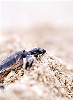 小,海龟,沙滩