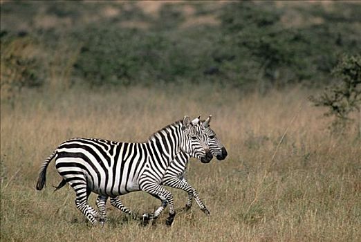 白氏斑马,斑马,一对,马赛马拉国家保护区,肯尼亚