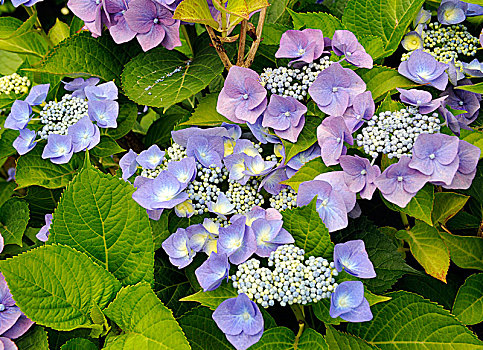 蓝色,花,绣球花,八仙花,矢车菊