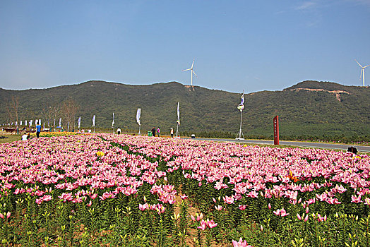 百合花