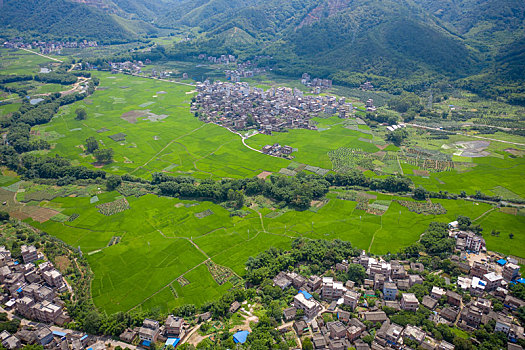 广西梧州,早稻长势良好如绿色画卷
