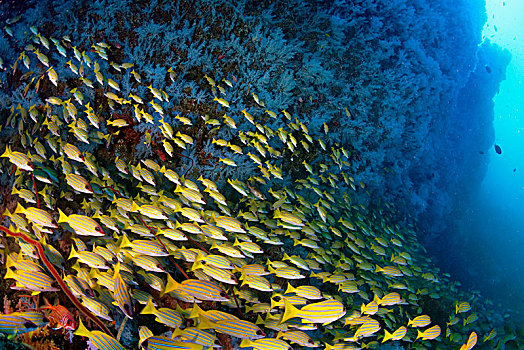 大,鱼群,鲷鱼,四带笛鲷,蓝色,悬挂,软珊瑚,软珊瑚目,珊瑚礁,印度洋,马尔代夫,亚洲