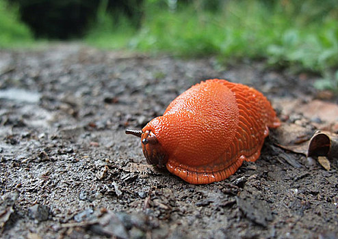 草莓蛞蝓图片