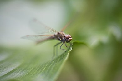 蜜蜂花图片