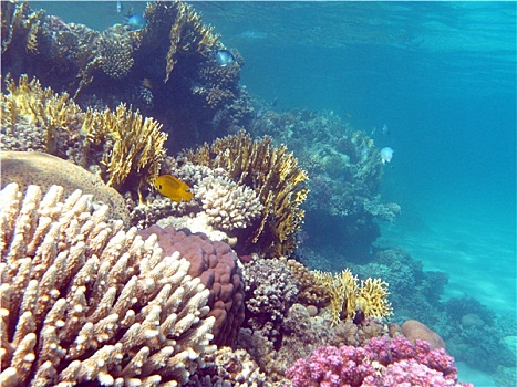 彩色,珊瑚礁,珊瑚,仰视,热带,海洋,水下