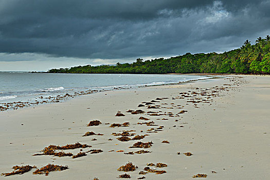 沙滩,乌云,早晨,雨林,岬角,困苦,昆士兰,澳大利亚