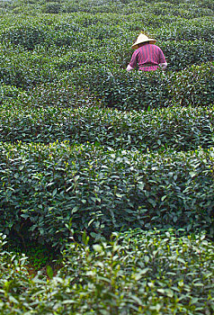 正在采茶的杭州茶农