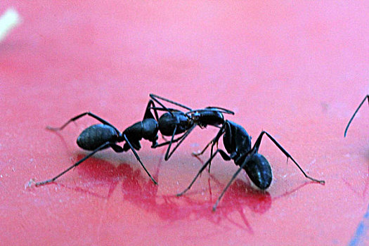 蚂蚁,昆虫,打架