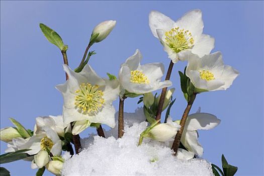 花,圣诞玫瑰,雪中,黑嚏根草,杂交品种