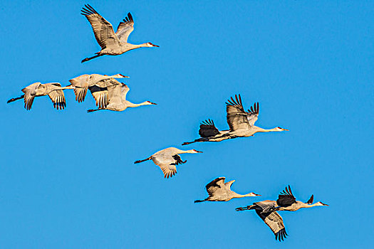 沙丘鹤,飞,排列,靠近,国家野生动植物保护区