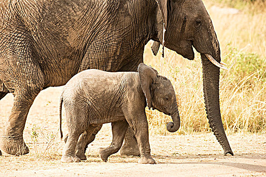 幼兽,大象,非洲象,走,旁侧,塞伦盖蒂国家公园,坦桑尼亚