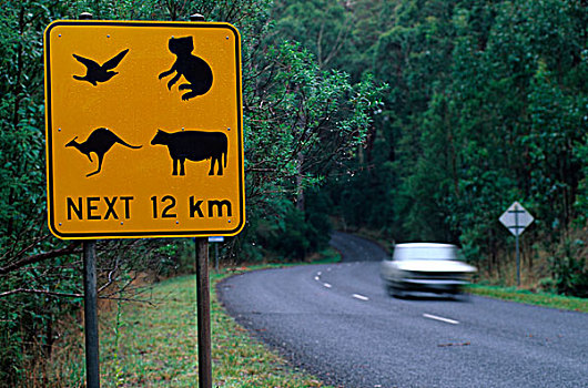 警告,道路,标识,维多利亚,澳大利亚