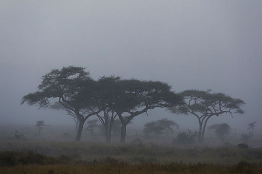暴风雨,塞伦盖蒂,塞伦盖蒂国家公园,坦桑尼亚