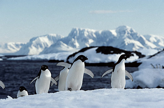 南极半岛,区域,岛屿,阿德利企鹅