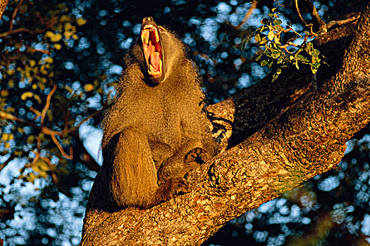 头像,南非大狒狒,克鲁格国家公园,南非