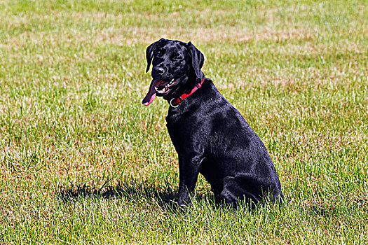 黑色拉布拉多犬,狗,喘气,舌头,休闲,坐,顺从,训练