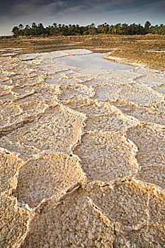干燥,盐,沉积,水,近郊,锡瓦绿洲,西瓦绿洲,埃及