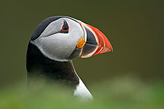 大西洋角嘴海雀,北极,成年,肖像,斯科莫岛,彭布鲁克郡,威尔士,英国,欧洲