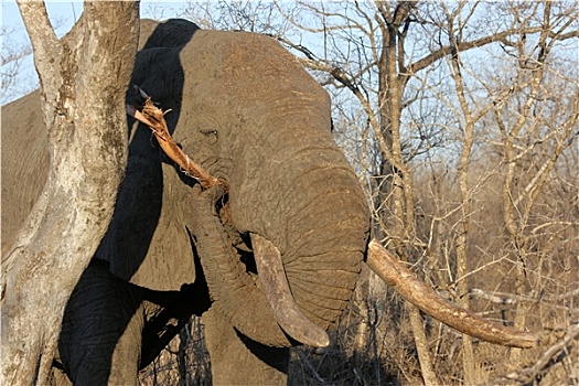 大象,雄性动物,沙,禁猎区,南非