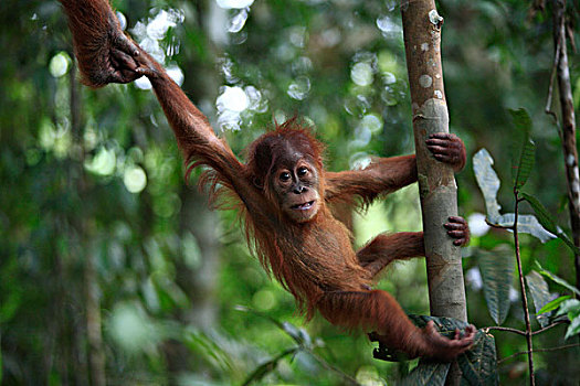 猩猩,黑猩猩,幼仔,拿着,婆罗洲,马来西亚