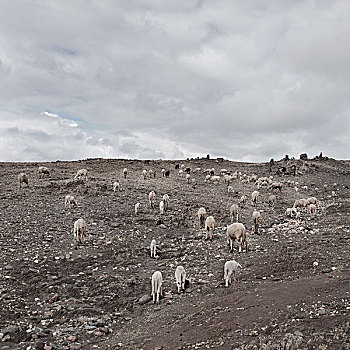 放牧,母牛,靠近,玛拉喀什